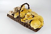 Branched oyster mushrooms & king oyster mushrooms in basket