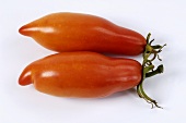 Two plum tomatoes, variety 'Bauerntomate aus Honduras'