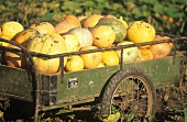 Pumpkins in a trailer
