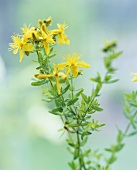 Johanniskraut mit Blüten