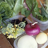 Verschiedenes Gemüse in Frischhaltedosen