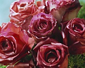 Bouquet von rosa Rosen
