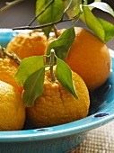 Oranges with leaves in a dish