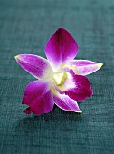 A purple orchid