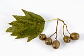 Fruit of the wild service tree with leaf (Sorbus torminalis)