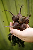 Organically grown beetroot