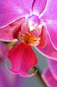 A pink orchid