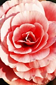 A begonia