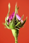 A pink rosebud