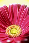 Eine rosa Gerbera