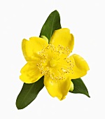 A St. John's wort flower