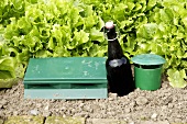 Slug trap with beer in the field