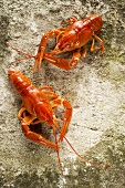 Two cooked freshwater crayfish