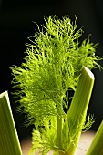 Fennel leaves on fennel bulb