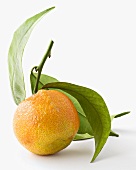 An unripe mandarin orange with leaves