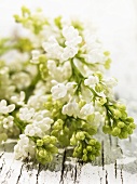 White lilac