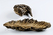 Male fern root (Dryopteris filix-mas)
