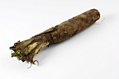 A chicory root