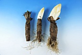 Three chicory roots