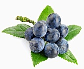 Sloes with part of branch