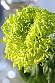 Grüne Chrysanthemenblüte der Sorte 'Anastasia Green'