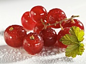Fresh redcurrants with drops of water