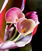 Calla lily (Zantedeschia), close-up)