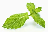 A sprig of mint