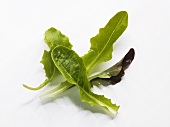 Loose-leaf lettuce