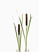 Two bulrushes in vases