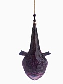 A monkfish, hanging up