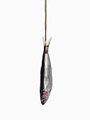 A sardine, hanging up