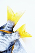 Tails of two yellowfin seabream
