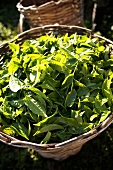 Fresh tea leaves in basket (Cameron Highlands, Malaysia)