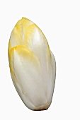 A chicon (forced chicory)
