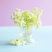 Fresh elderflowers in a glass of water