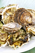 Fresh oysters, unwashed