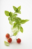 Fresh basil in glass of water, tomatoes