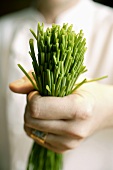 Hand holding fresh chives