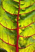 A chard leaf