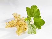 Bunches of white currants