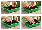 Sowing hollyhock seed in a seed tray