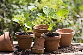 Young hollyhock plants in terracotta pots