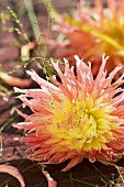 A salmon-pink semi-cactus dahlia