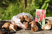Mini-Tulpen-Zwiebeln auf einem Holztisch