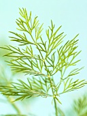 Fresh dill