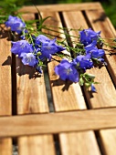 Blue campanulas on a wooden bench