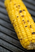 A grilled cob of corn