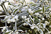 Hoar frost on mistletoe with berries