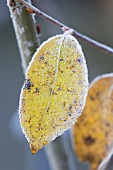Leaf on an ornamental apple tree in winter